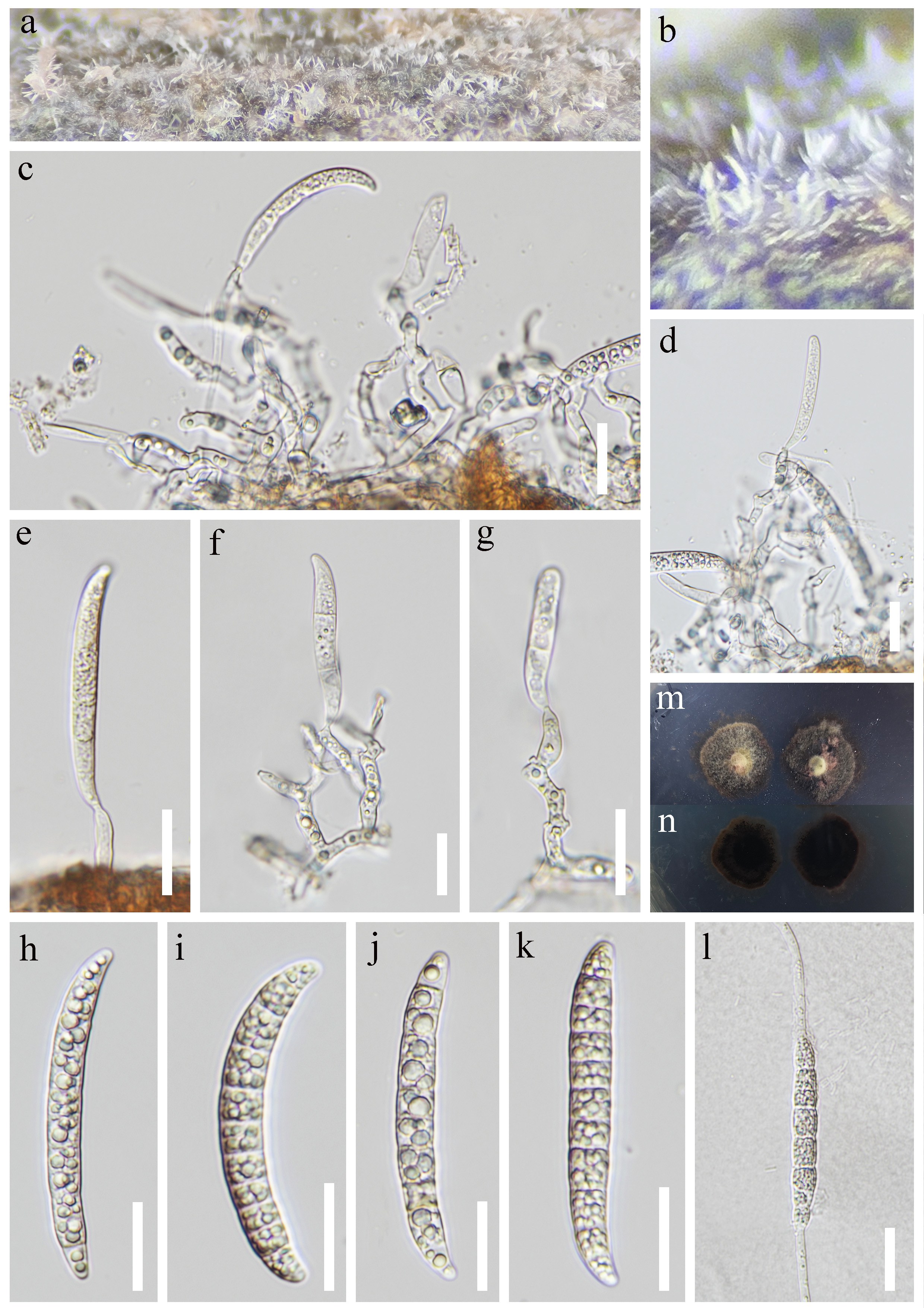 Figure 21
